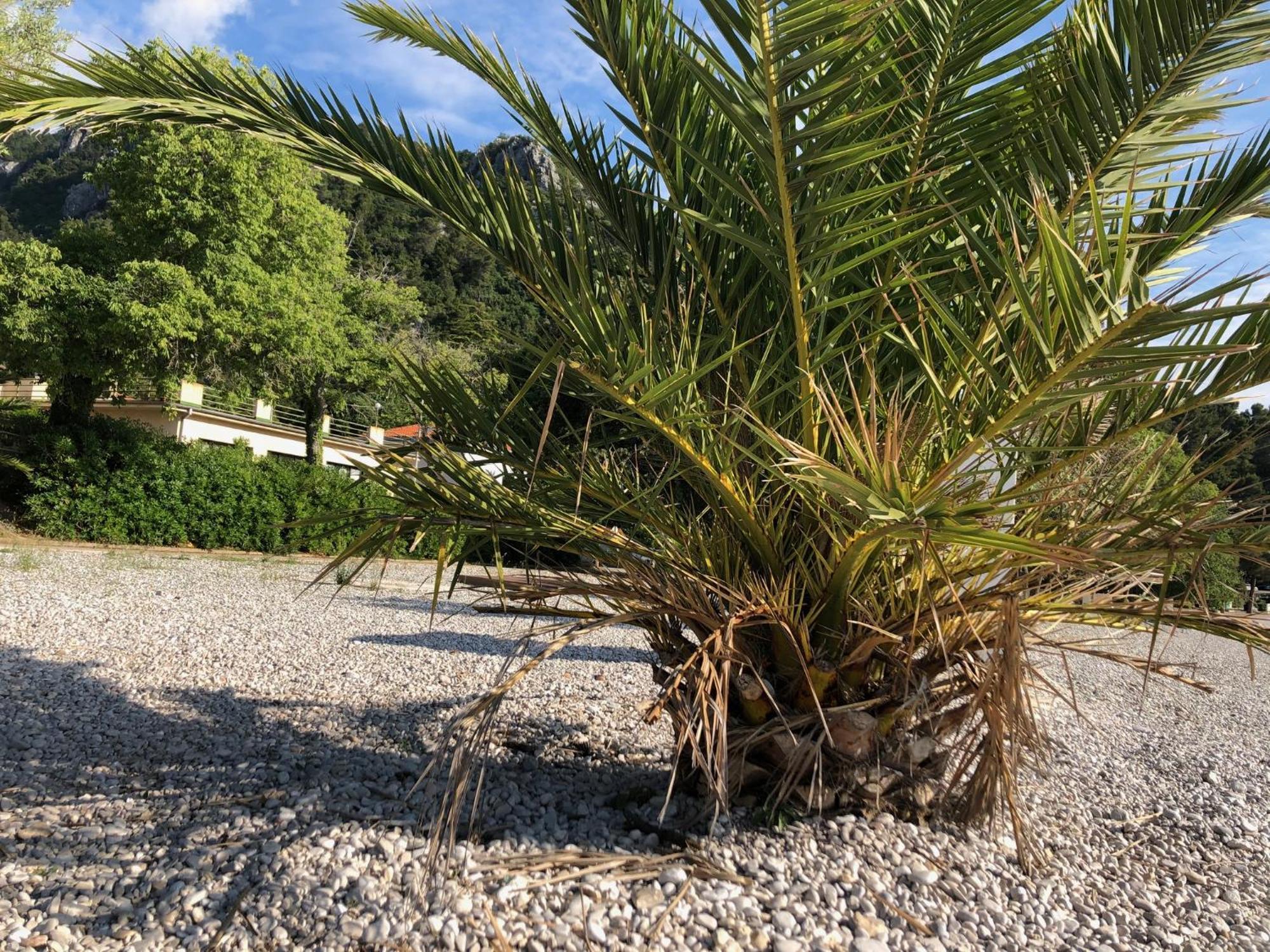 Villa Sabine Apartment Losinj Medveja Exterior photo